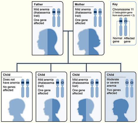 Thalassemia - Causes | NHLBI, NIH