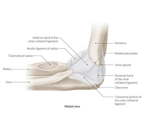 Medial Epicondyle Of Humerus Pain - Lateral Epicondylitis A K A Tennis Elbow Dr Scott Powell ...