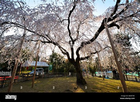 Cherry Blossoms Festival at Maruyama Park, Kyoto JP Stock Photo - Alamy