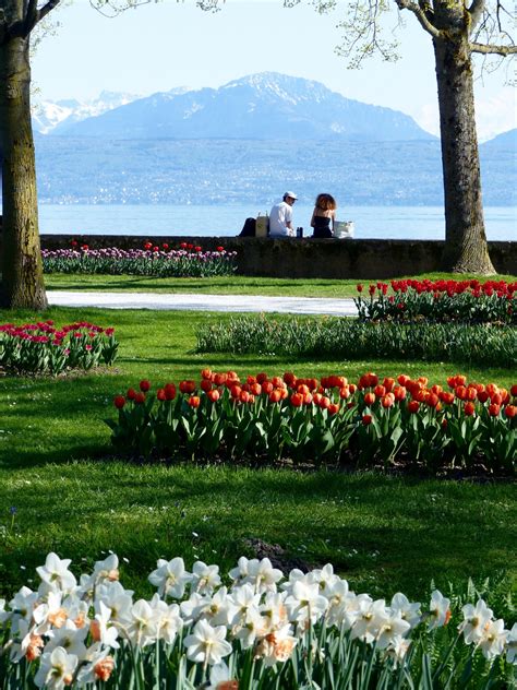 11 beautiful spring flower blossoms spots in Switzerland – Family Earth Trek