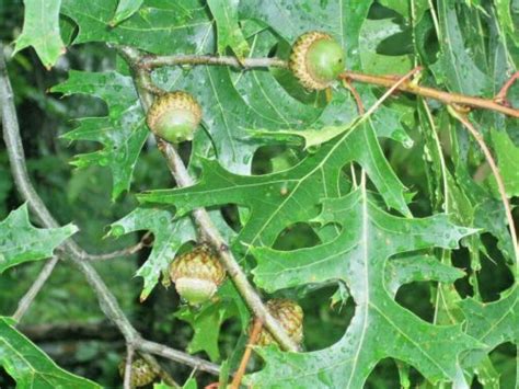 Quercus coccinea 12 SCARLET OAK ACORNS