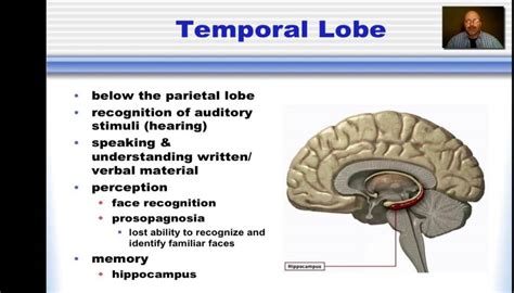 Temporal Lobe Anatomy Location Function Anatomy Info - vrogue.co