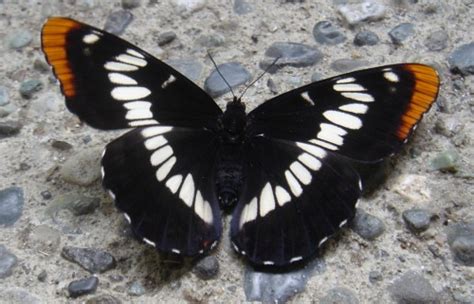 Black Butterfly Wings | Michael Kuroda | Flickr