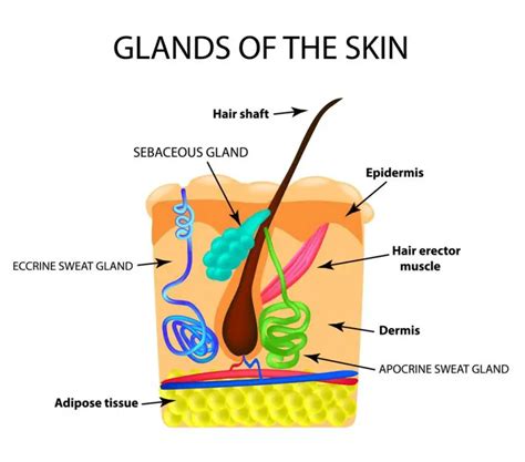 Sebaceous Glands | Facts You Should Know