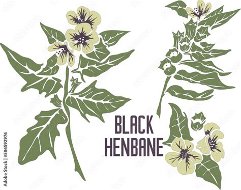 Black henbane flowers in vector silhouette. Hyoscyamus niger medicinal herb outline. Set of ...