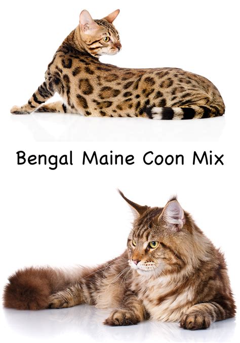 Bengal Maine Coon Mix