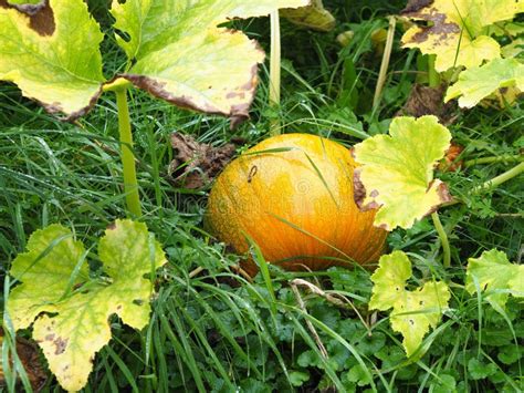 Orange pumpkin stock image. Image of fall, nature, leaf - 255897701