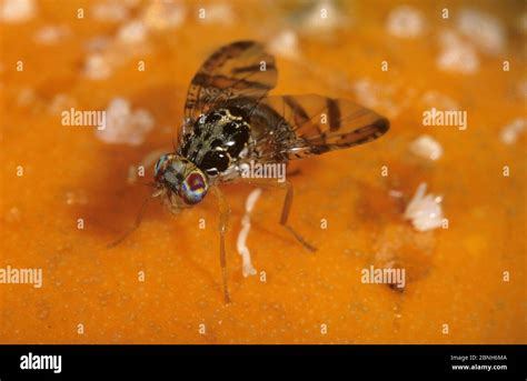 Mediterranean fruit fly (Ceratitis capitata) female laying eggs into a ...