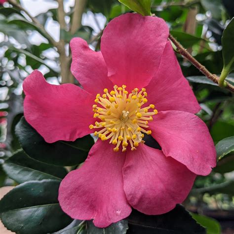 Camellia sasanqua 'Crimson King' AGM - Camellias - Millais Nurseries