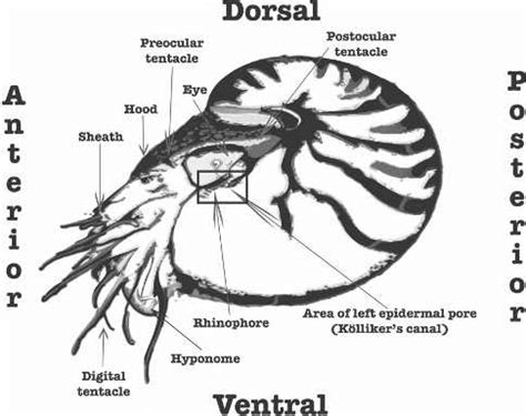 Lateral view of Nautilus pompilius pompilius, depicting various... | Download Scientific Diagram