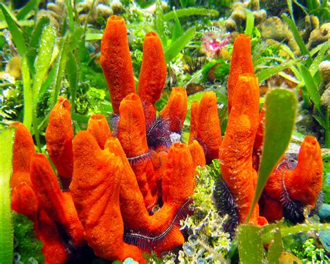 Sea sponges play a critical role in the ocean, and they are rapidly vanishing - Earth.com