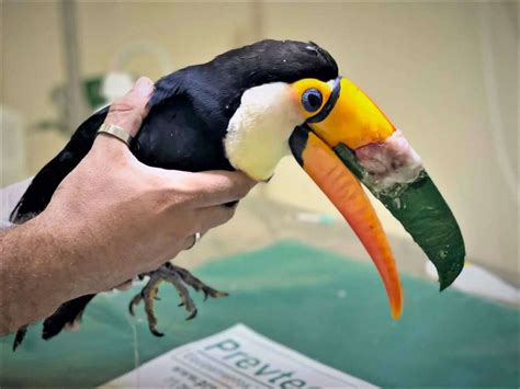 Toucan Broken Beak Fixed With 3D Printer