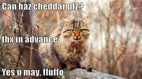 Can haz cheddar plz? - Lolcats - lol | cat memes | funny cats | funny cat pictures with words on ...