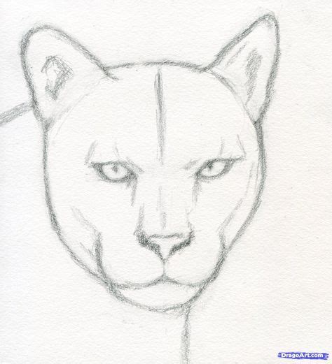 how to draw a realistic puma, mountain lion step 4 | Easy animal ...