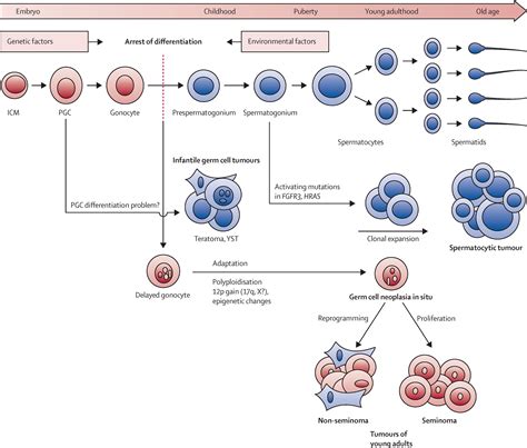 Testicular germ cell tumours - The Lancet