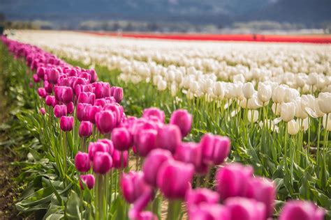 Tulip Festival in Mt. Vernon on Saturday. : r/PacificNorthwest