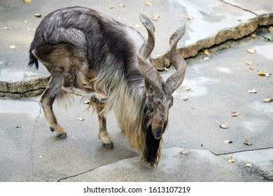 Male Markhor Great Large Horns Scratching Stock Photo 1613107219 | Shutterstock