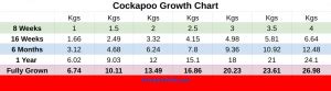 Cockapoo Weight Chart (What should your cockapoo weigh?) | Cockapoo Pride