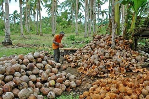 PCA confirms copra price slump; 500,000 farmers affected | Philstar.com