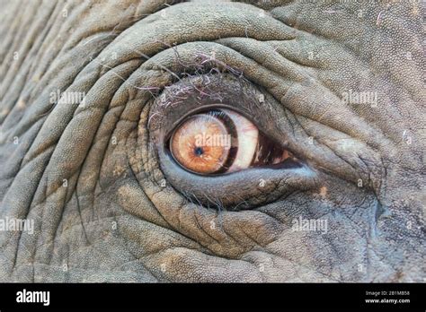 Closeup of an elephant eye Stock Photo - Alamy