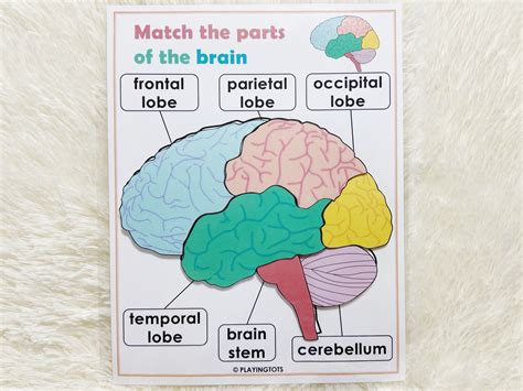 Busy Book, Quiet Book, Brain Lobes, Independent Play Activities, Brain Parts, Occipital Lobe ...