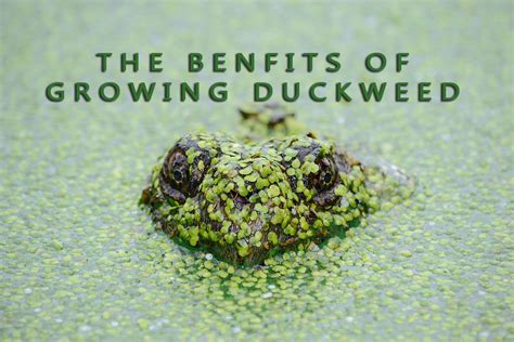 The Benefits of Growing Duckweed - Owlcation