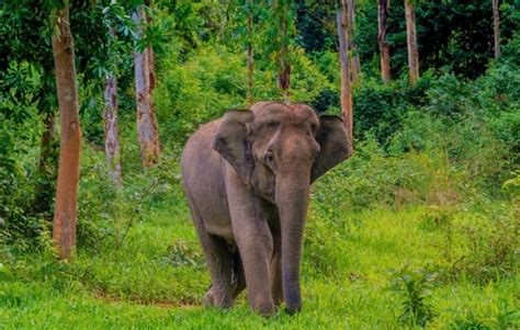 Mengenal Gajah Sumatera, Gajah Unik Indonesia yang Terancam Punah - Mediatani