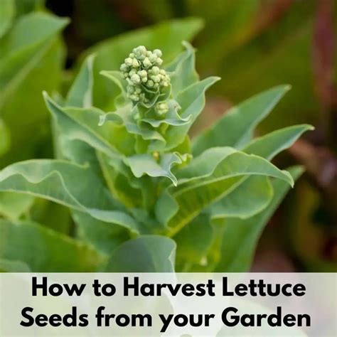 A Beginner's Guide to Harvesting Lettuce Seed - GreenThumbsGuide