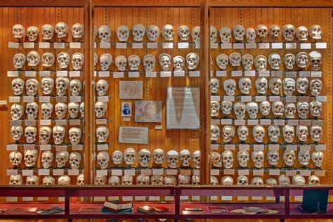 Hyrtl skull collection at the Mütter Museum in Philadelphia. | skulls. bones. skeleton. anatomy ...