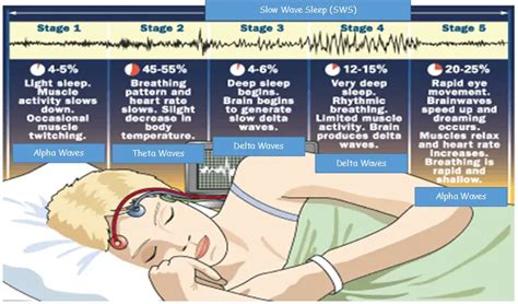 Biological Rhythms; Circadian, Infradian and Ultradian. - Psychology Hub