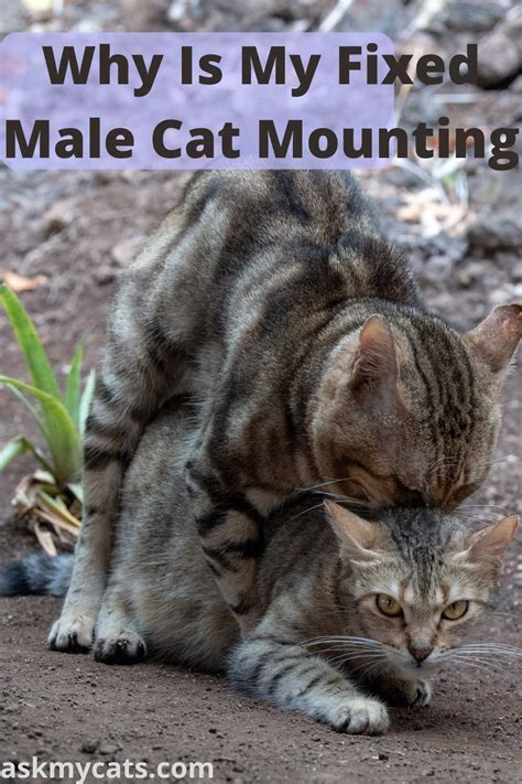 Neutered Male Cat Mounting: Reasons & Solutions