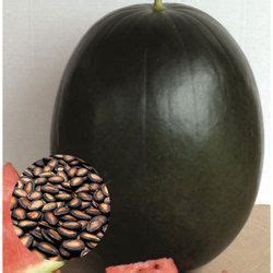 Organic Watermelon Seeds - Wholesale Price & Mandi Rate for Organic ...