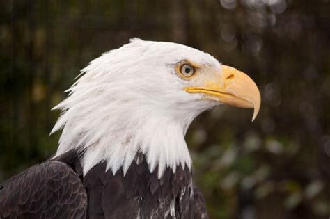 Bald Eagle | 10 Biggest Eagles in the World!