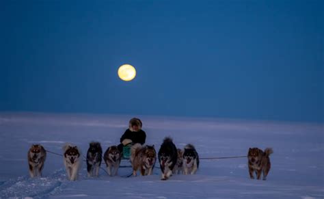 Dog musher puts in 1,200 km training run ahead of Nunavut Quest – Eye ...