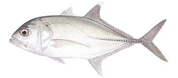 Bigeye Trevally - Saltwater Fish Species - Fishing Khao Lak