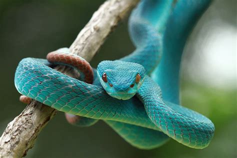 Jeevoka - Common Myths About Snakes Busted!