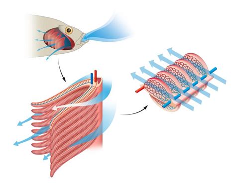 Do Fish Have Lungs? Explained with Helpful Infographics