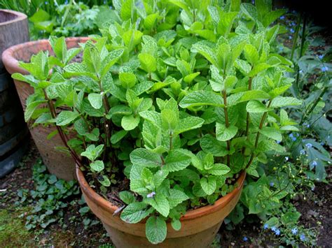 16+ Spearmint Plant Care - AugustClionagh