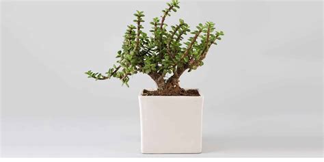 Jade Plant Care and Growing Guide | Plantcarefully