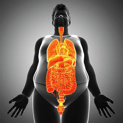 Anatomy Of A Man Organs ~ Organs Umano Organi Nervous Organ Lymphatic Torso Circulatory ...
