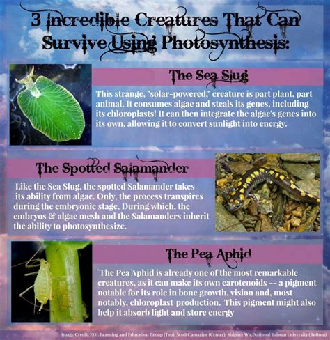 Photosynthetic Animals | Photosynthesis, Animal infographic, Life science