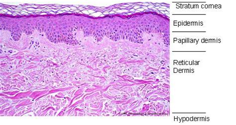 Papillary dermis - Appearance, Functions and Pictures