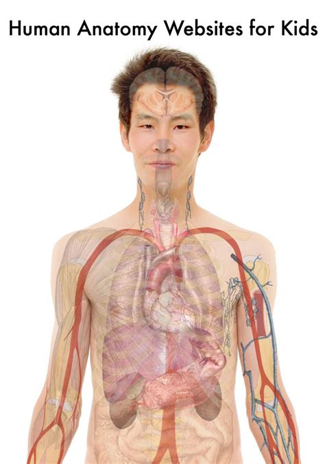 10 Terrific Human Body and Anatomy Websites for Kids | HubPages