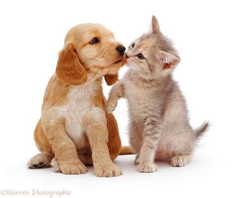 Pets: Cocker Spaniel puppy kissing a kitten photo - WP09019