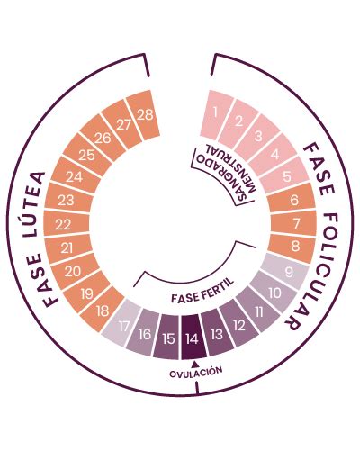 El ciclo menstrual - anticonceptivoshoy - Tú decides cuándo empieza cada etapa de tu vida.