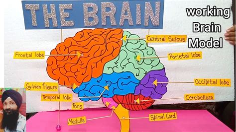 Brain working science model for school || how to make brain model ...