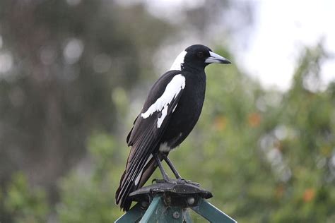 HD wallpaper: australian magpie, bird, nature, wildlife, fauna, animal themes | Wallpaper Flare