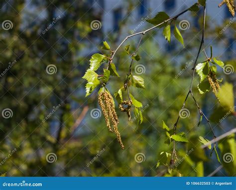 Birch Tree Catkins and Young Leaves on Branch with Bokeh Background ...