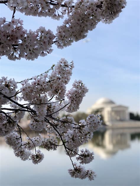 Tidal Basin Cherry Blossom | Smithsonian Photo Contest | Smithsonian Magazine