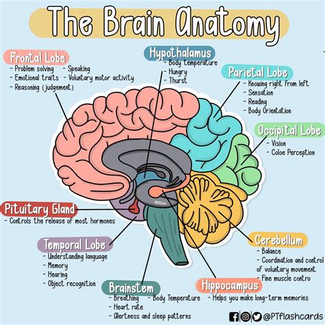 Functions Of The Brain